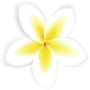 Elements summer sale banner NK5W2VA flower.png